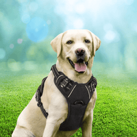 Harnais anti traction chien qui tire labrador