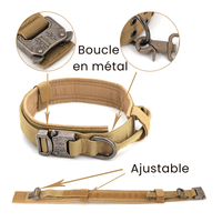 Meilleur collier pour chien