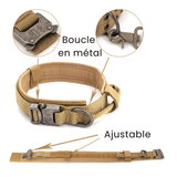Meilleur collier pour chien