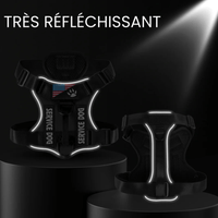 Harnais reflechissant chien promenade nocturne en foret