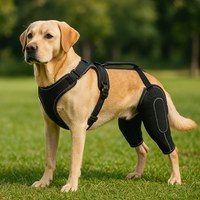 Attelle genoux labrador