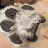 Tondeuse à patte pour chien wouftoy