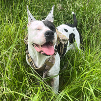 Harnais pour gros chien