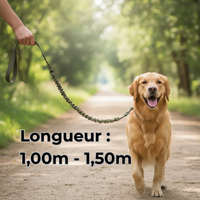 Laisse anti traction vert kaki avec golden retriever longueur 1.50m