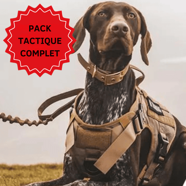 Meilleur harnais pour chien qui tire