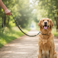 Laisse anti traction vert kaki avec golden retriever