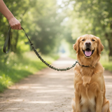 Laisse anti traction vert kaki avec golden retriever