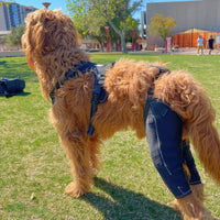 Harnais attelle pour chien