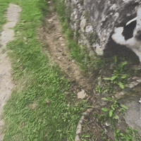 harnais pour chien qui tire très fort gif wouftoy
