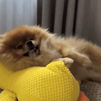 zenduck canard anti-stress wouftoy adapté à tout les chiens