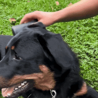 brosse sublime poils pour chien wouftoy en vidéo