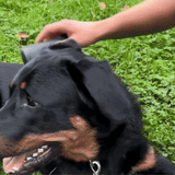 brosse sublime poils pour chien wouftoy en vidéo